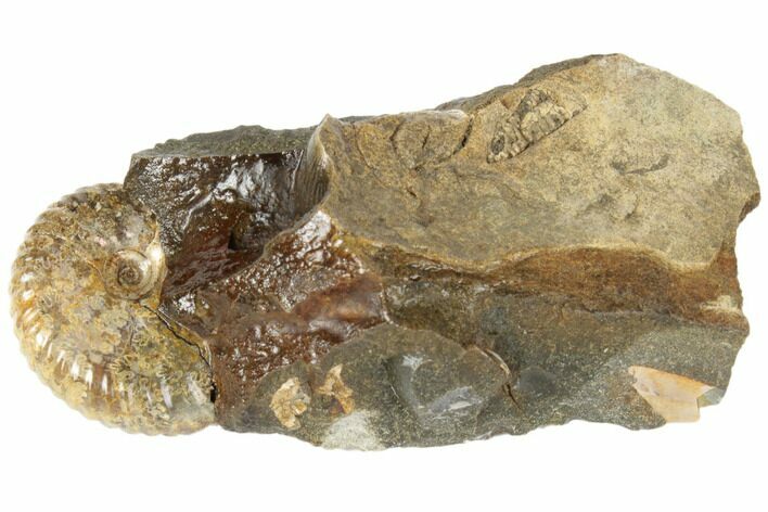 Iridescent Fossil Ammonite (Jeletzkytes) - South Dakota #189331